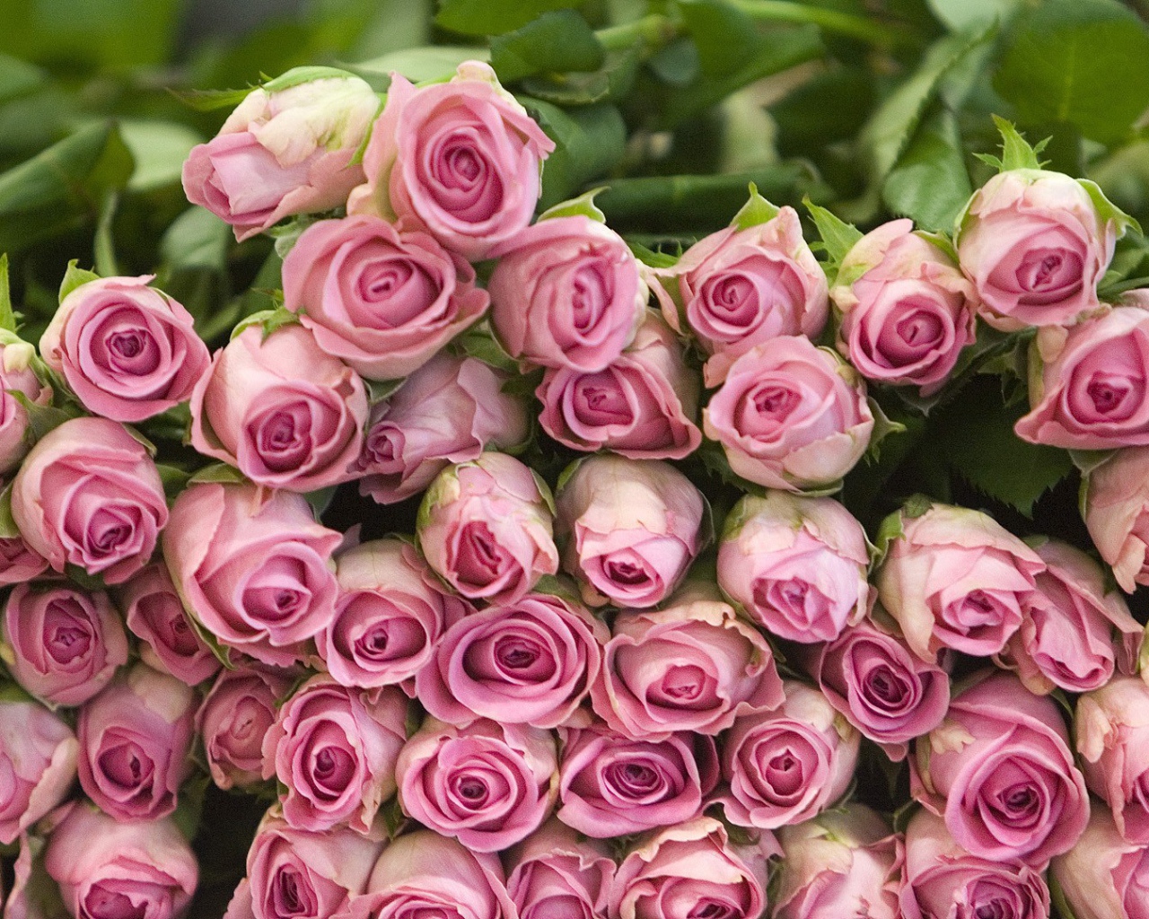 Гора розовых роз