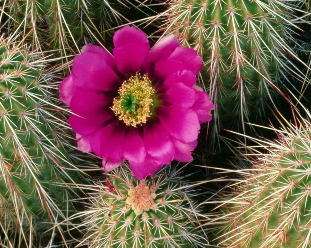 Один Розовый цветок кактуса