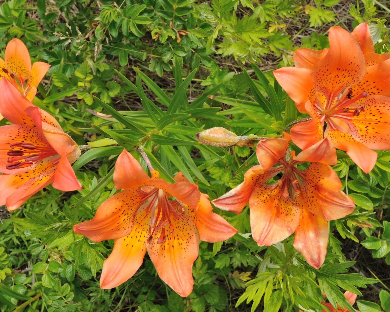 Оранжевые цветы и зелень