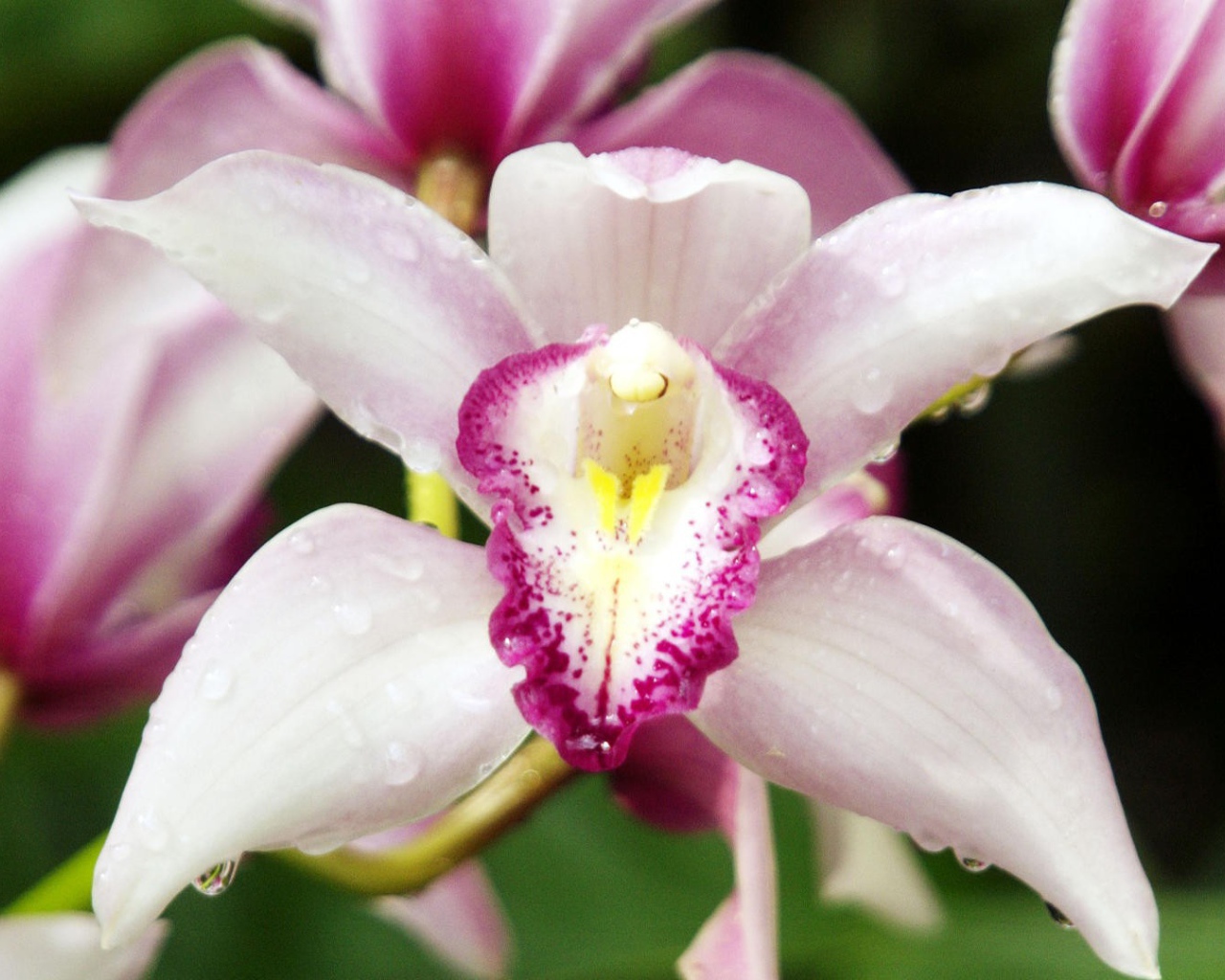 Орхидеи с каплями росы