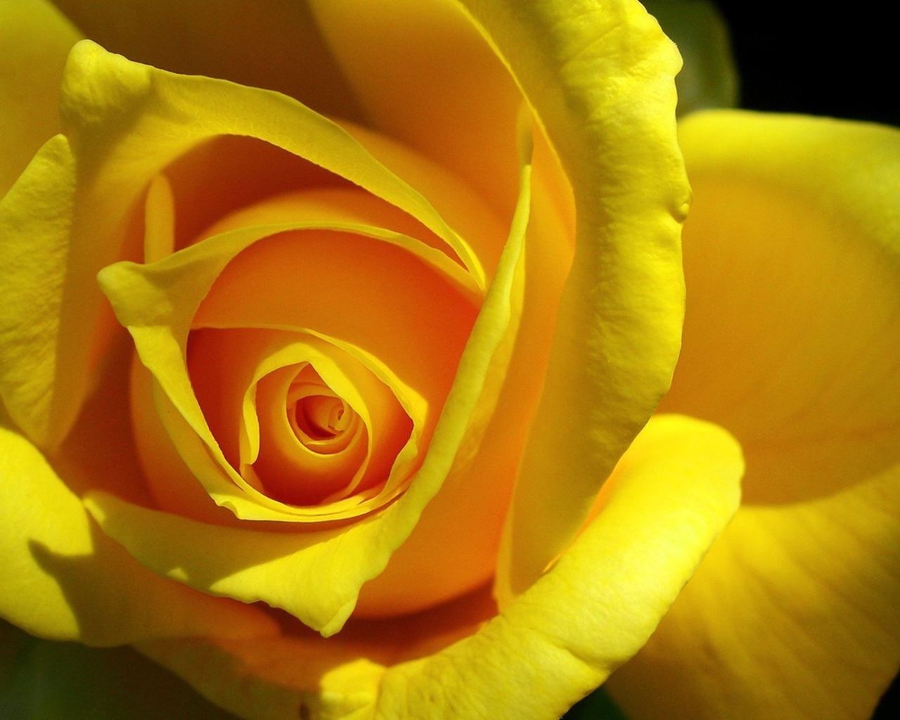 Oreginal	 Yellow rose