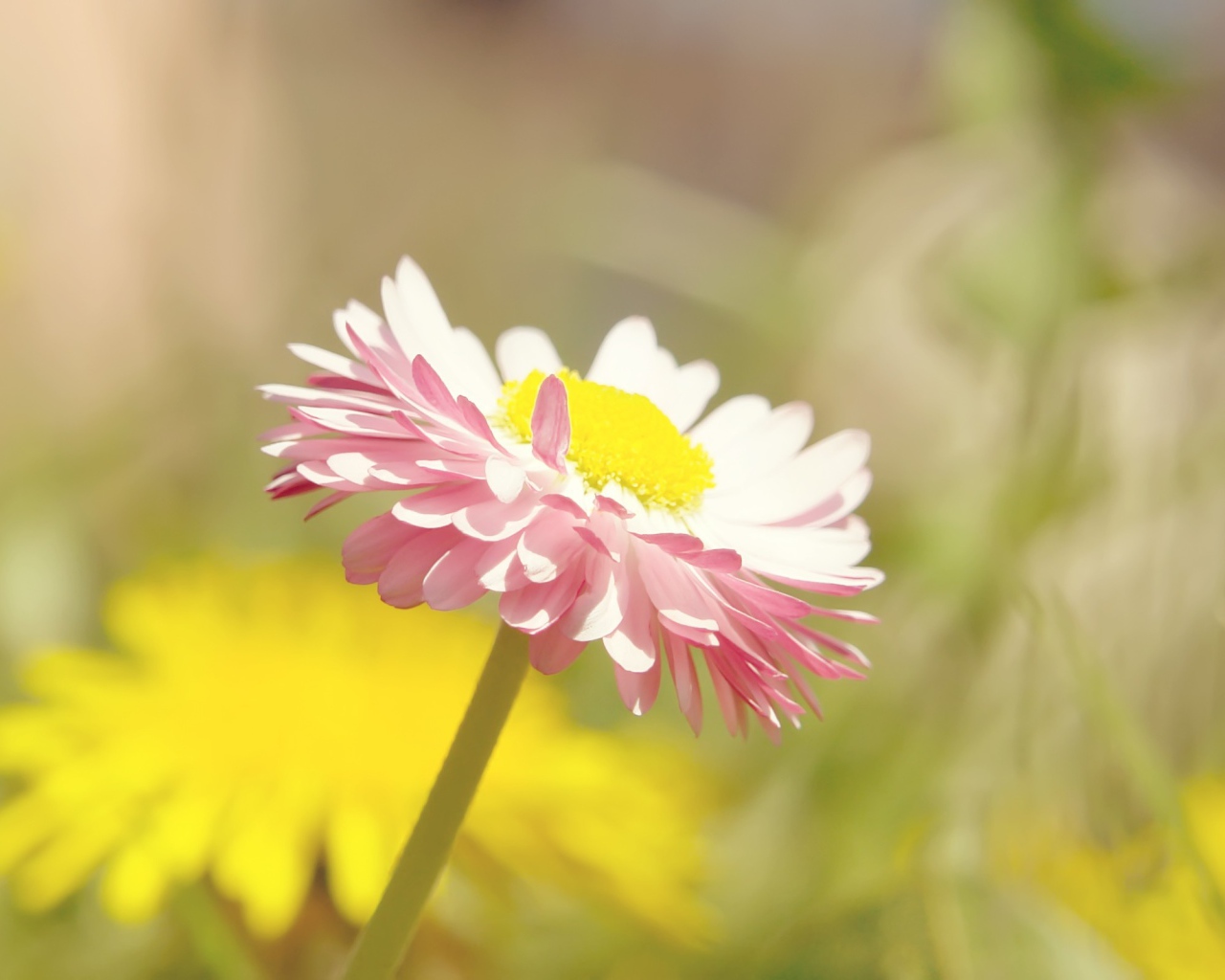 Бледная ромашка