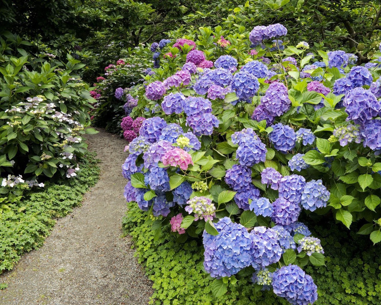 Тропинка среди цветов