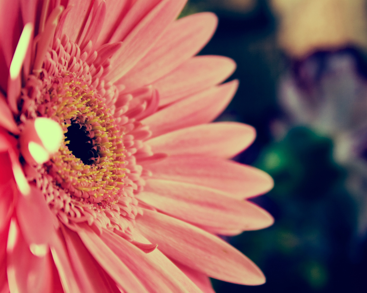 Розовая гербера