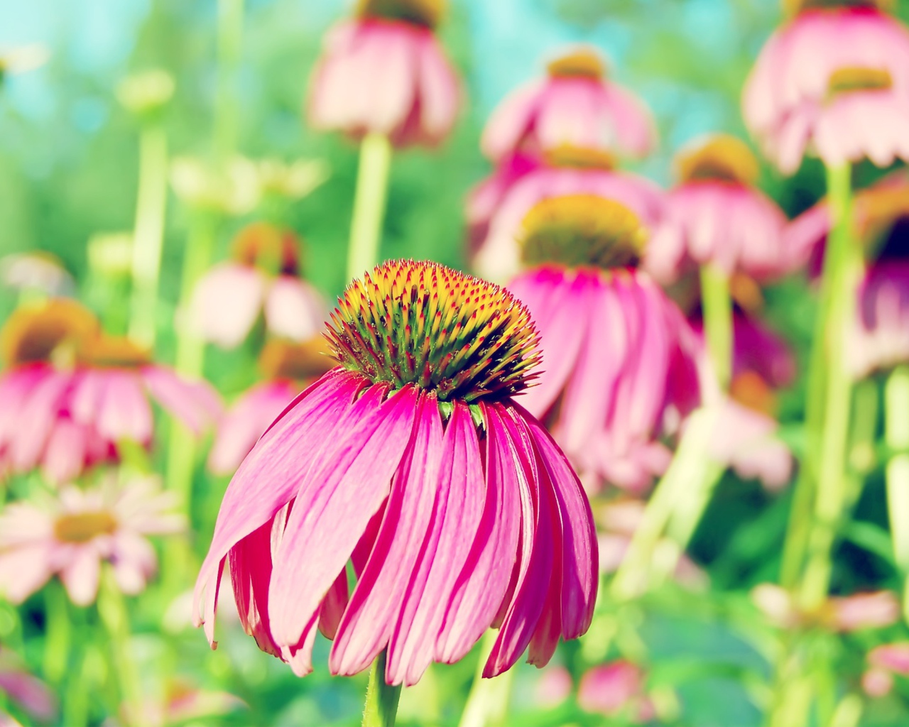 Розовая ромашка