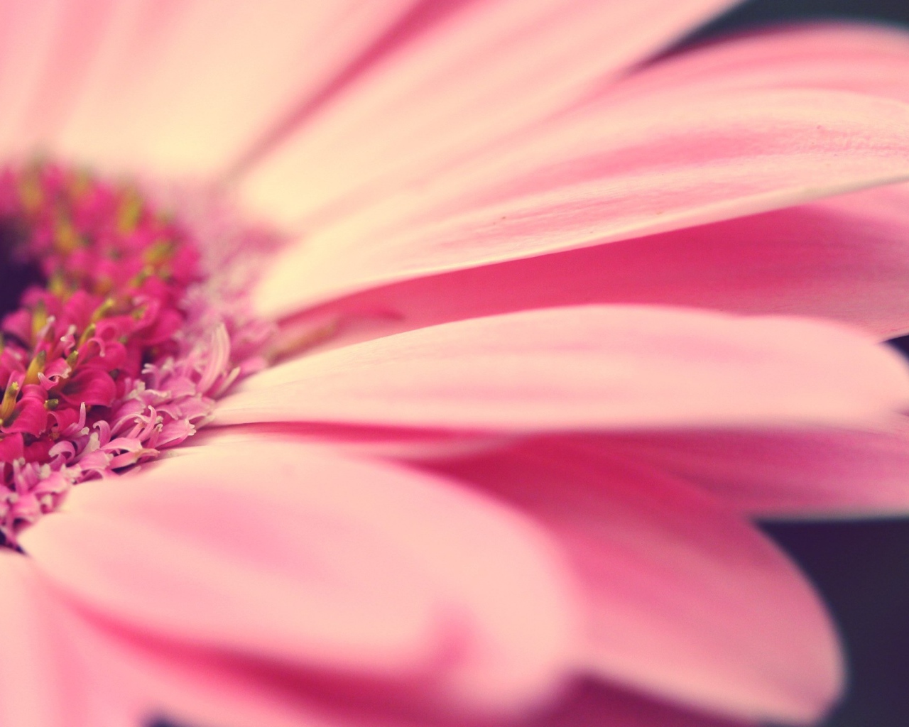 Лепестки розового цветка