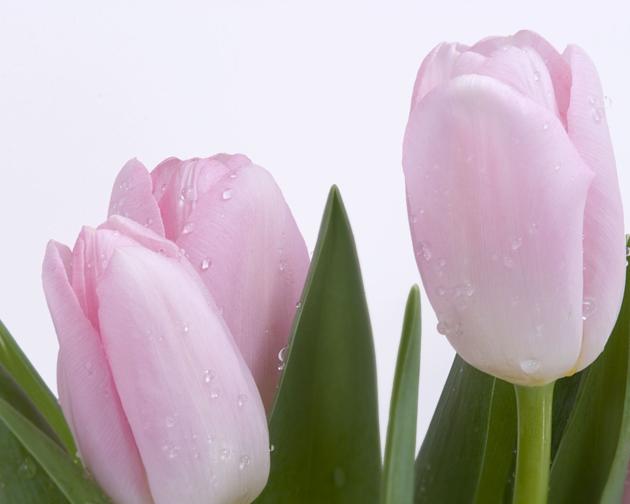 Розовые тюльпаны