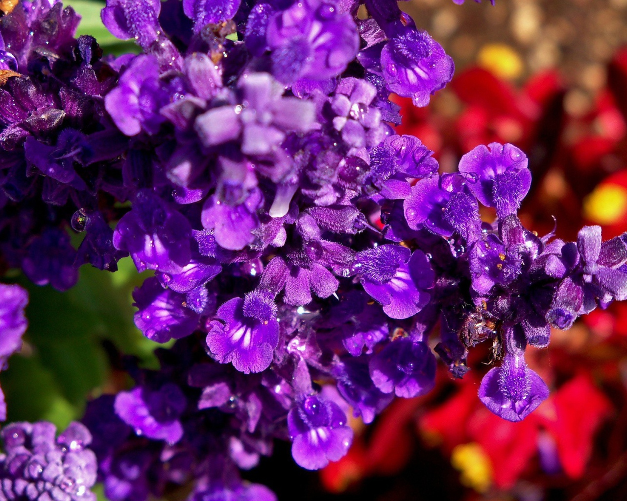 Фиолетовые цветы в саду