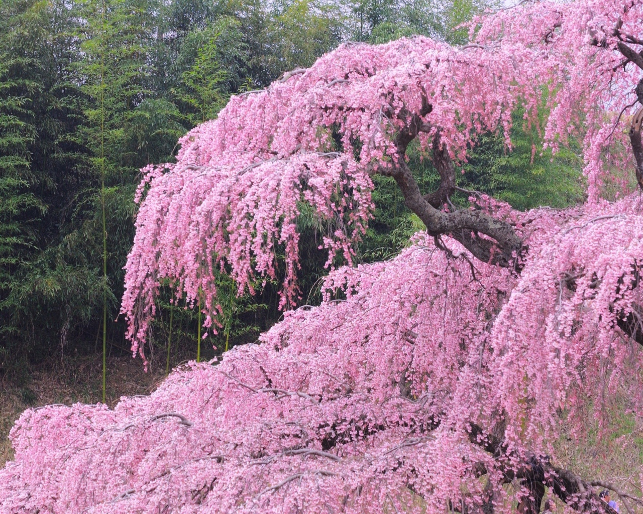 Бурное цветение весной