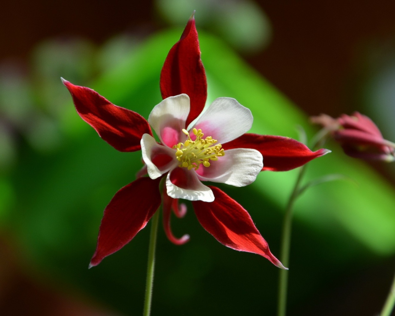 Красно белый цветок