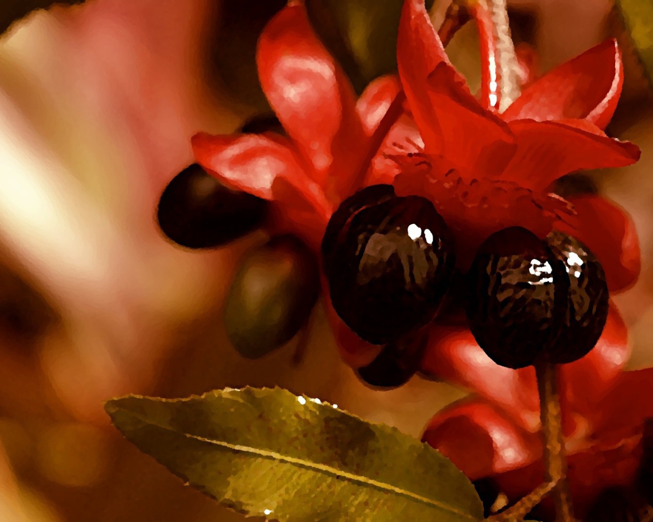 Красно черные цветы