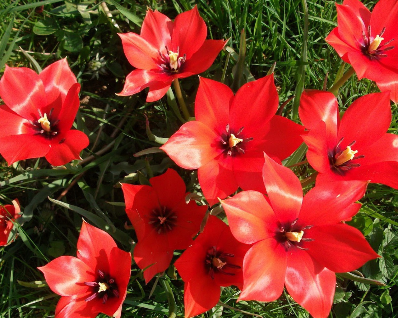 Красные блестящие цветы