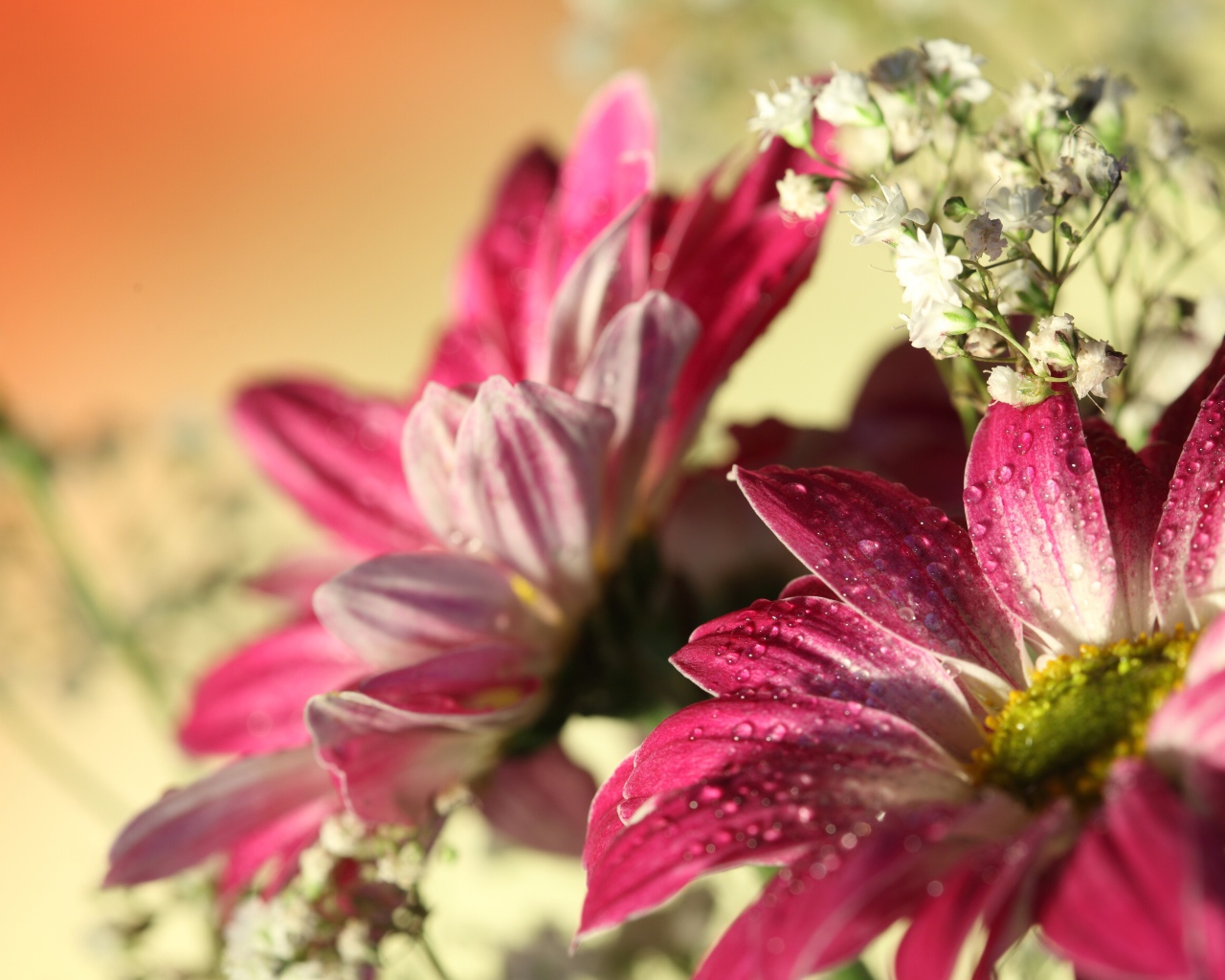 Красная гербера с каплями 