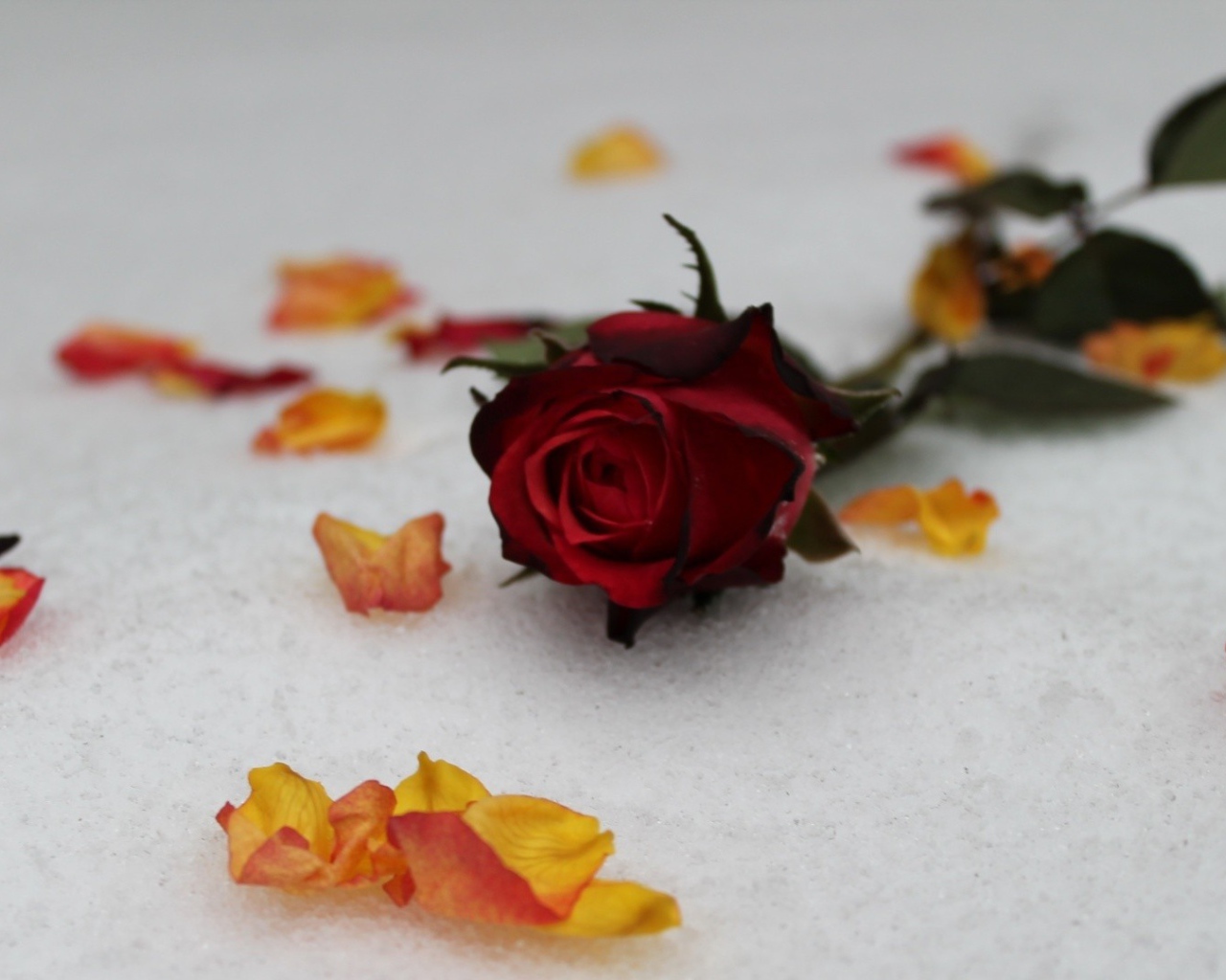 Красная роза на снегу