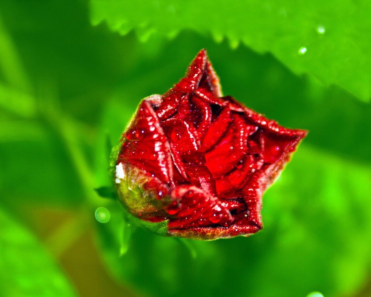 Бутон розы с капельками