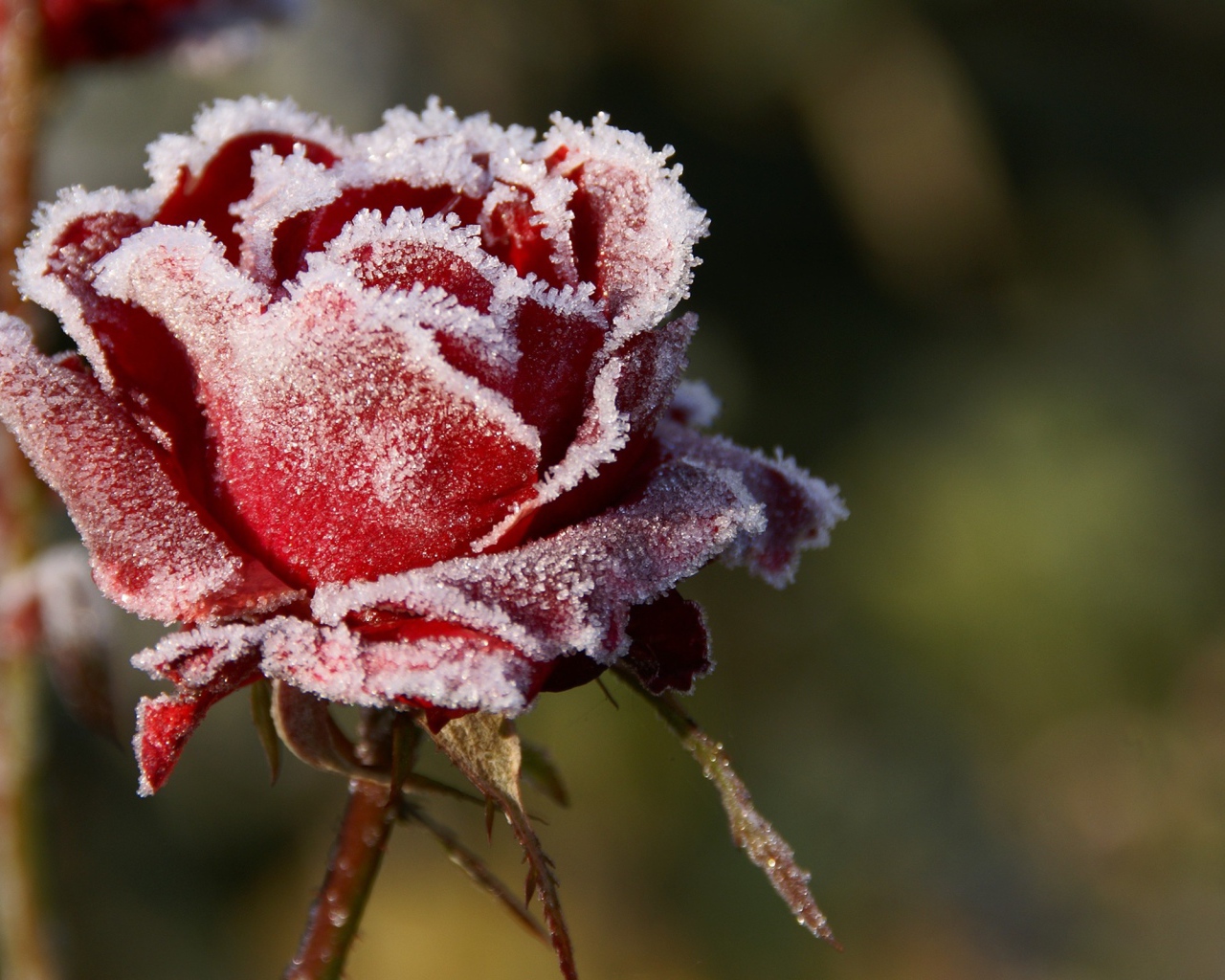 Роза в снегу