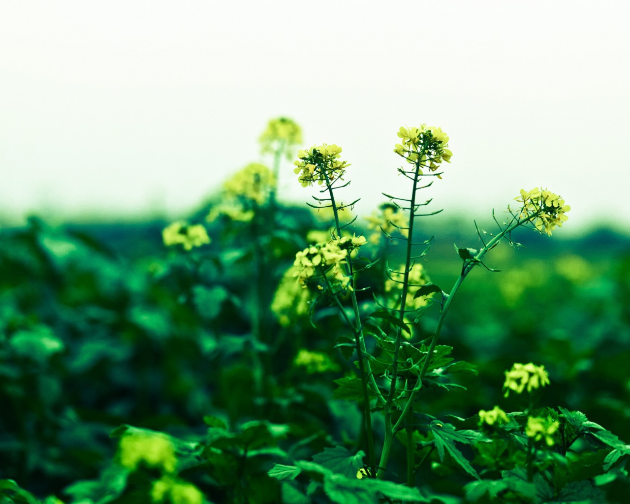 Маленькие желтые цветы