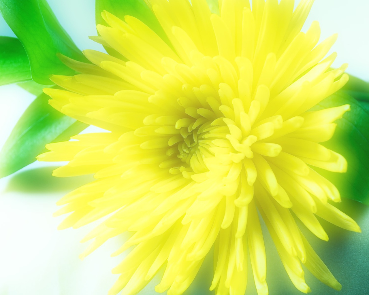 Солнечный цветок распустился