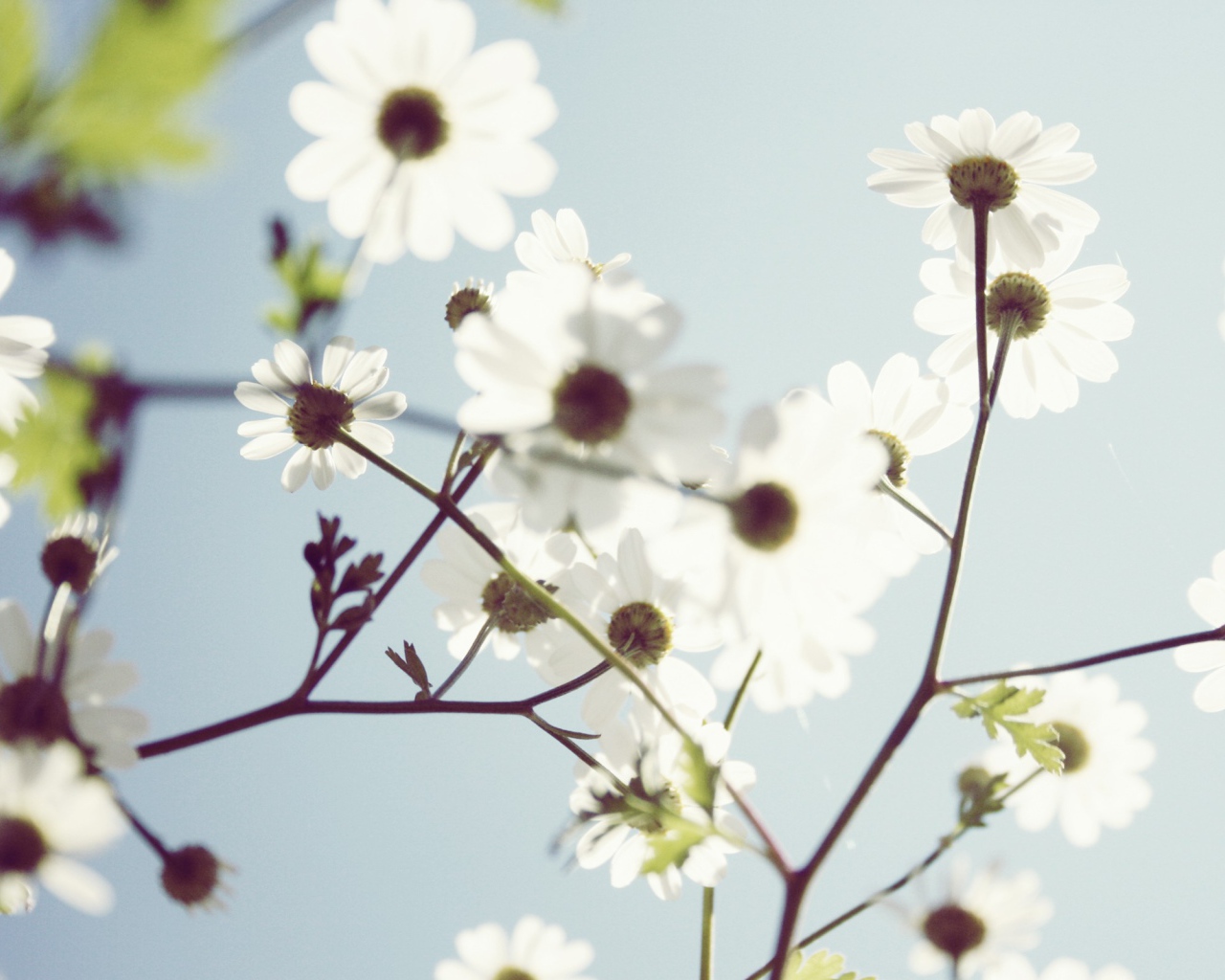 Весенние белые цветы