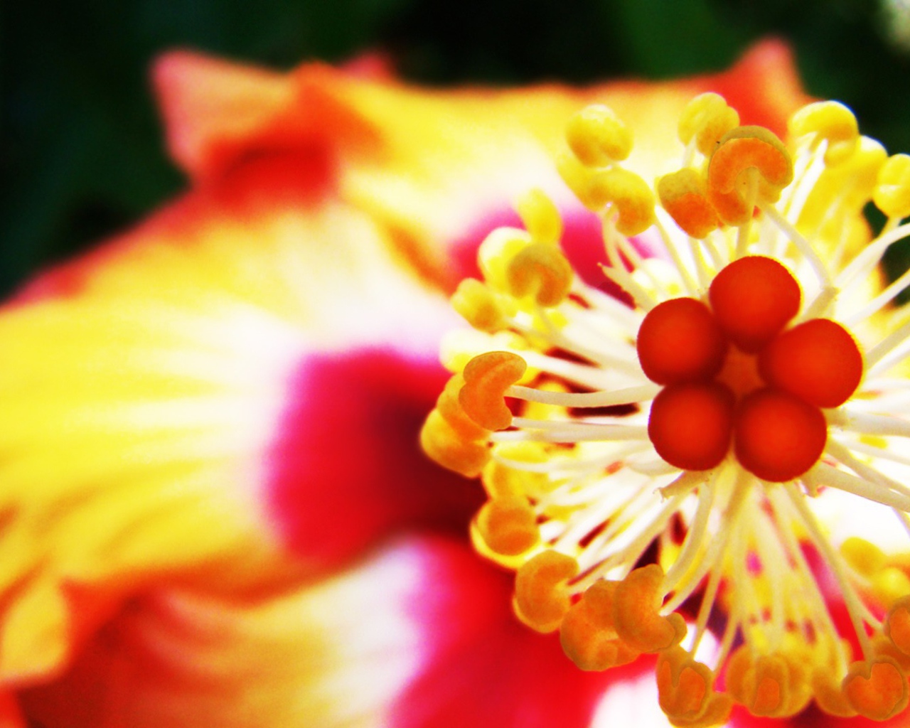 Пестик с тычинками