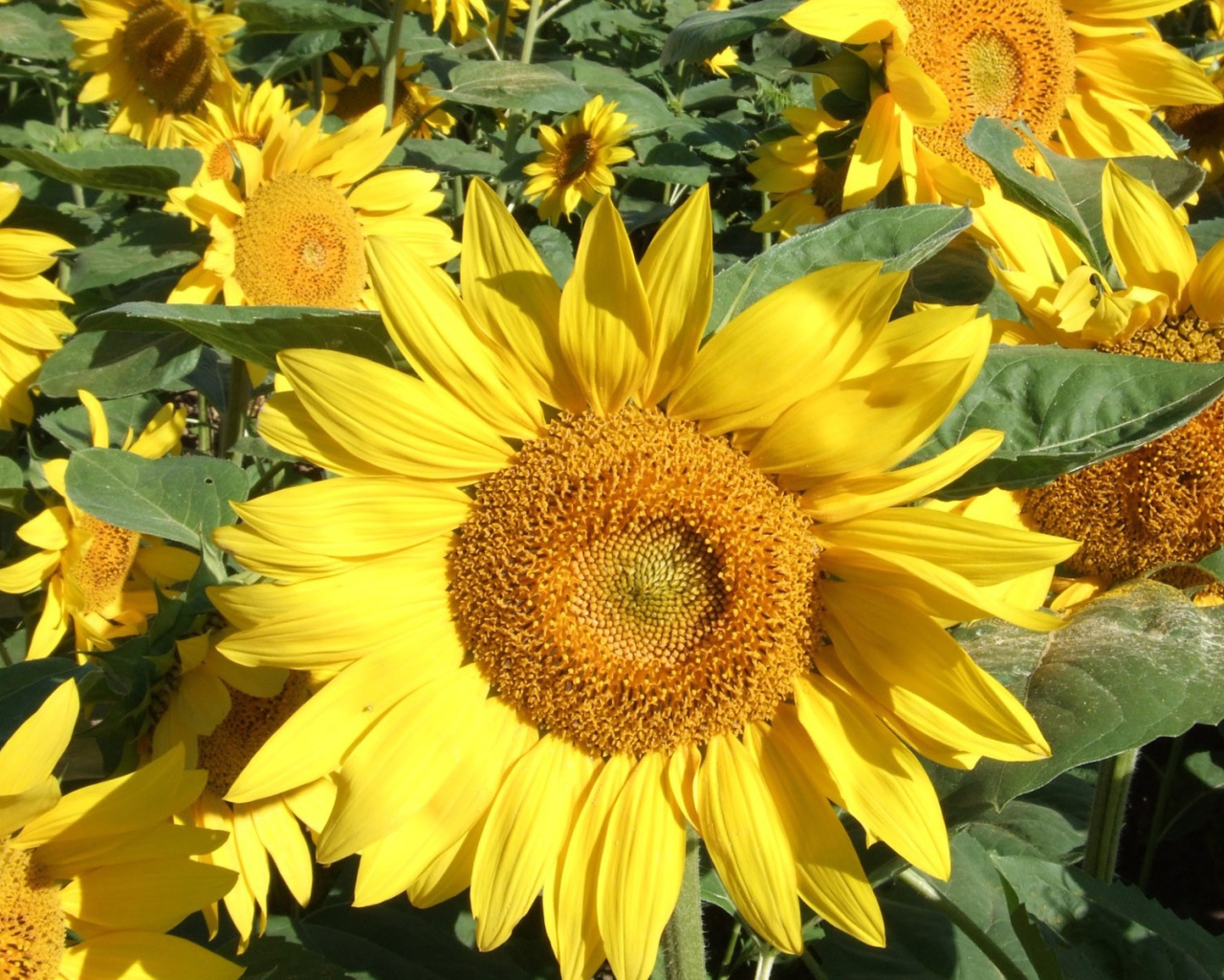 Подсолнухи цветут