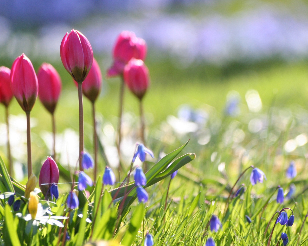 Бутоны тюльпанов