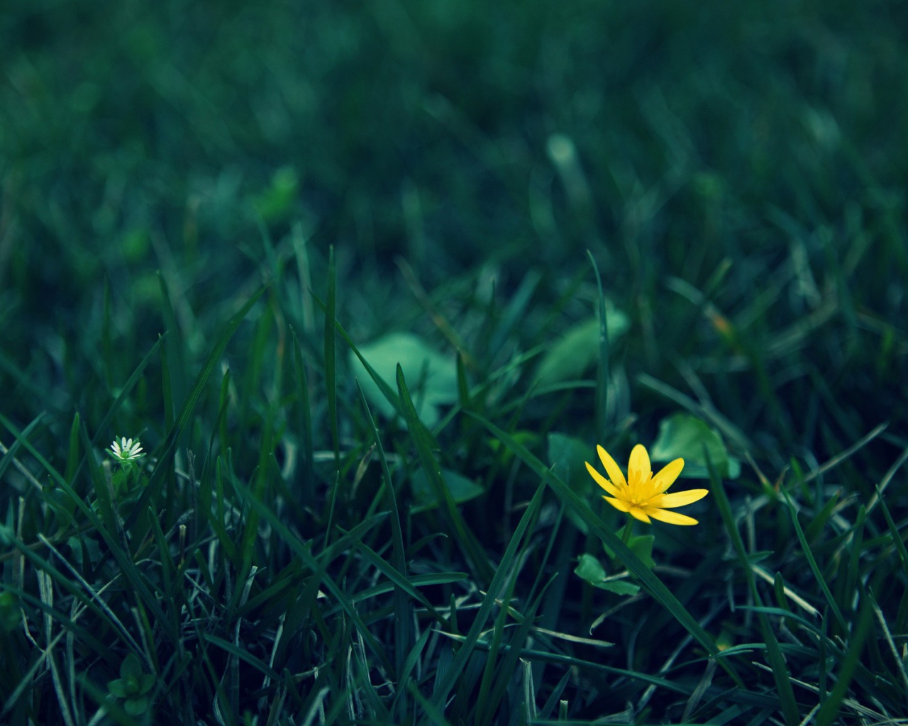 Одинокий желтый цветок