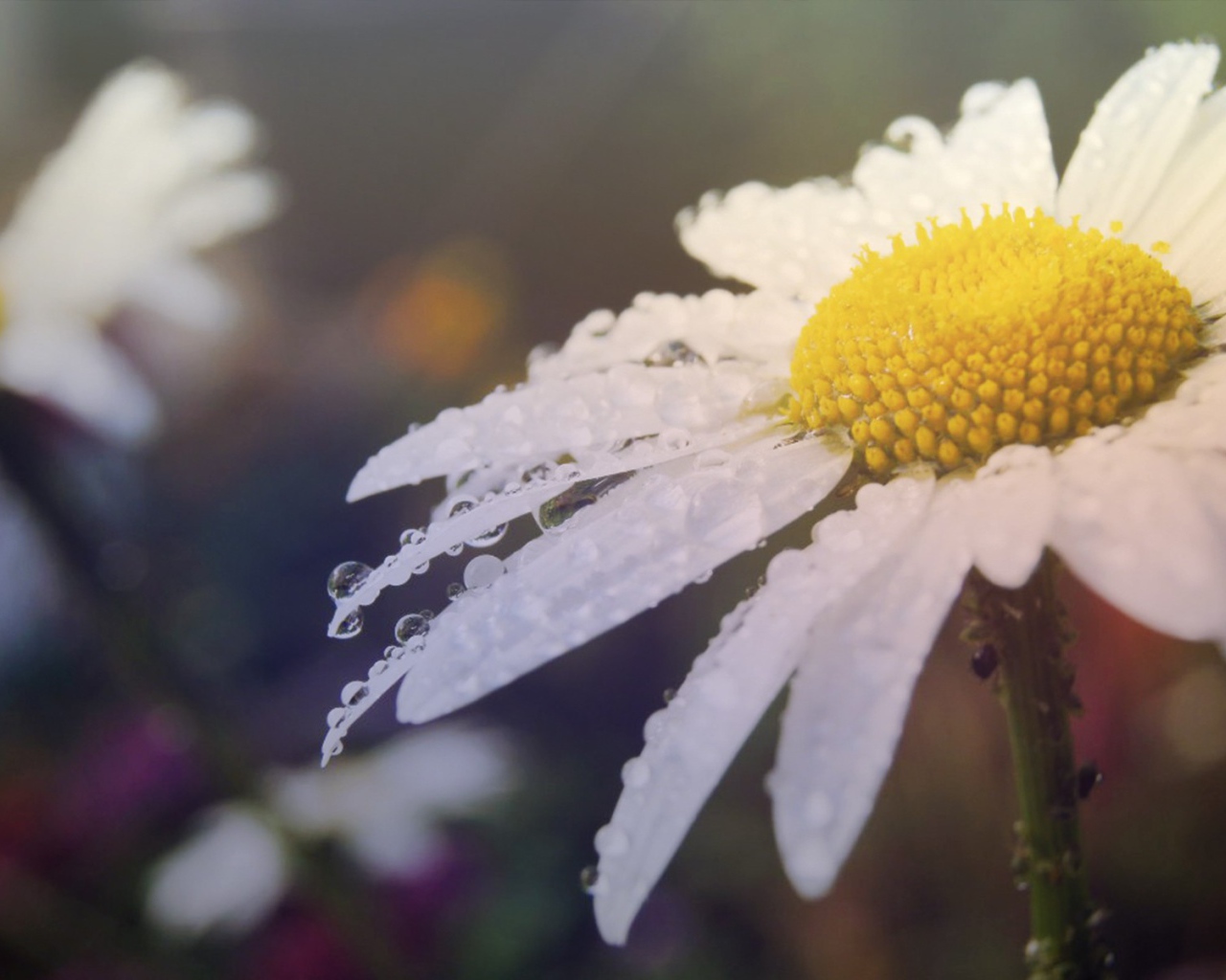 Утренняя роса на лепестках