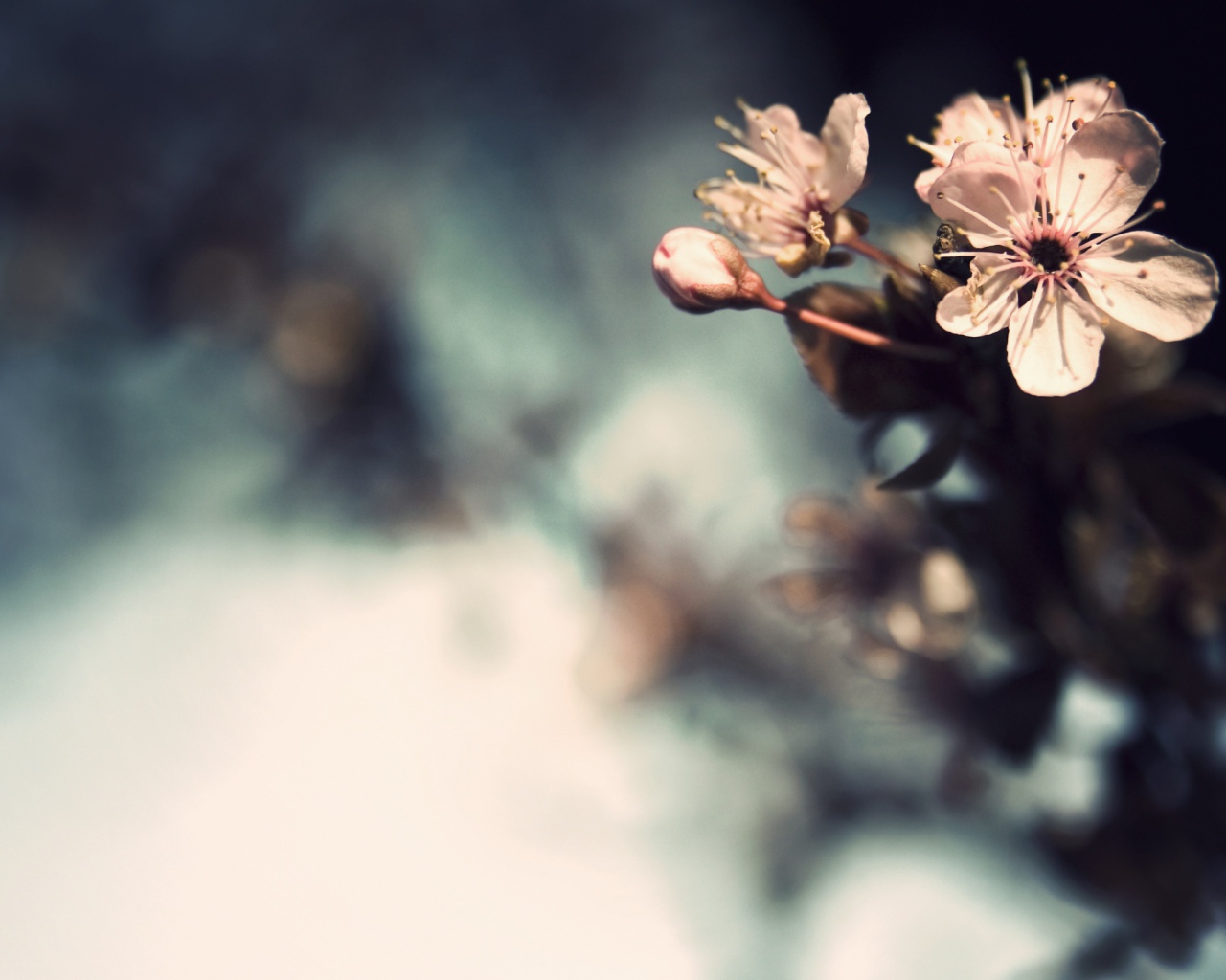 Три нежных цветка