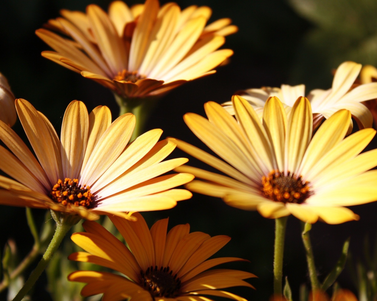 Три желтых цветка