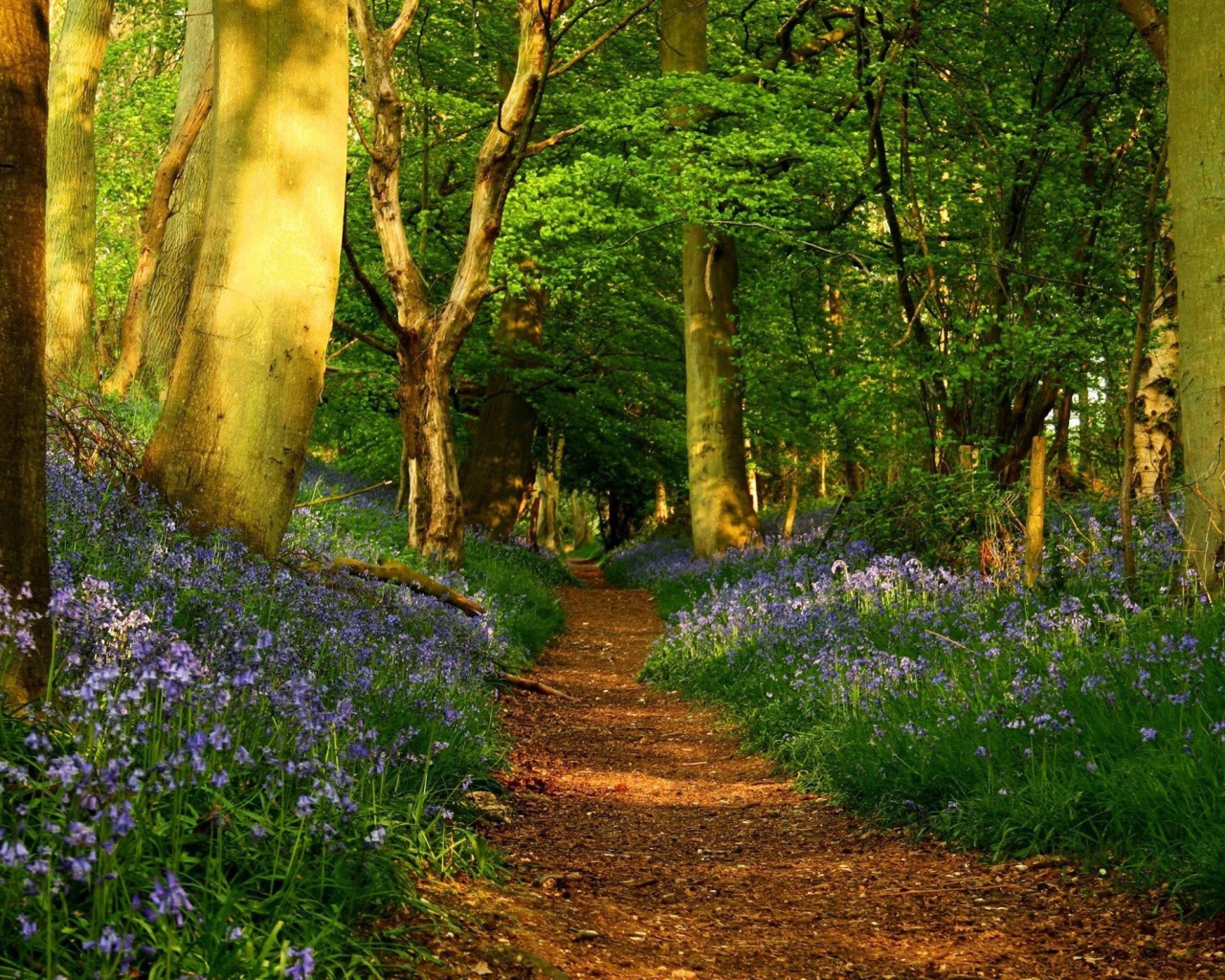 Дорожка среди цветов
