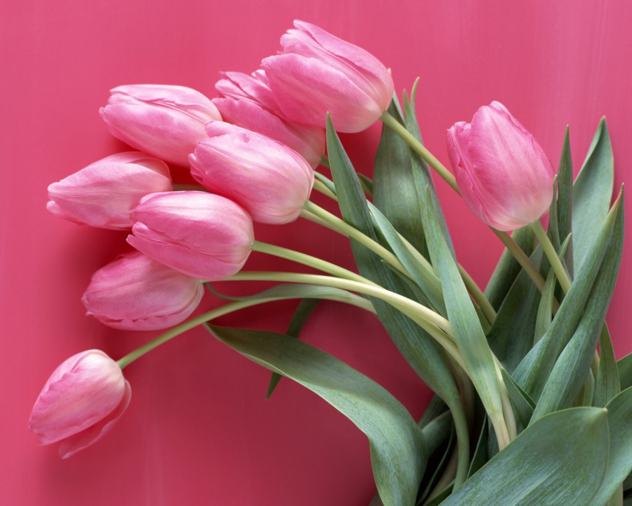Tulips on a pink background