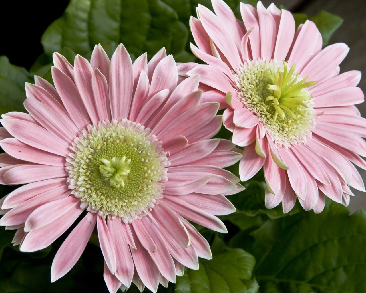 Два больших розовых цветка