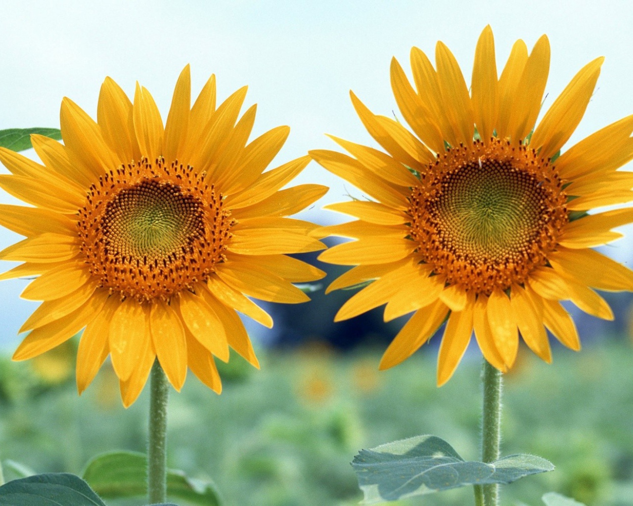 Два подсолнуха летним днем