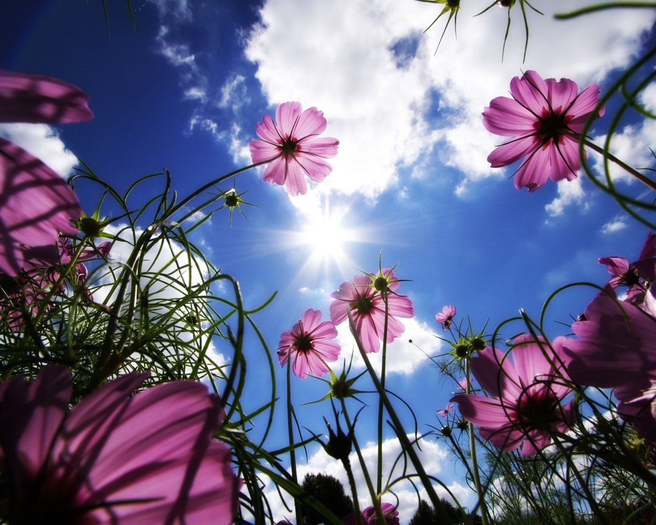 Фиолетовые цветочки и небо