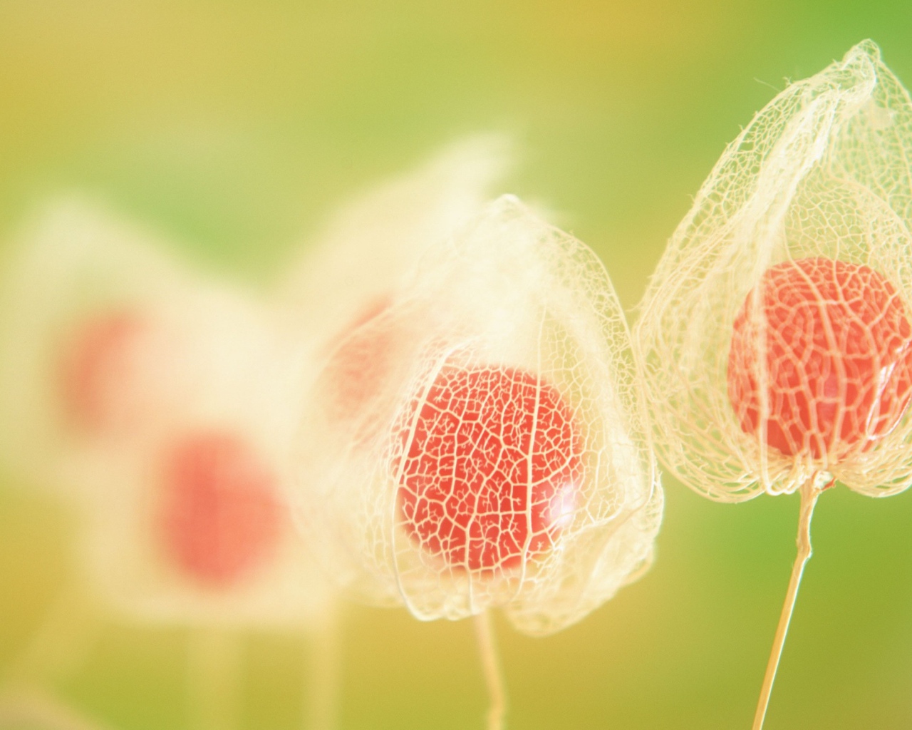 Паутинки цветка Физалиса