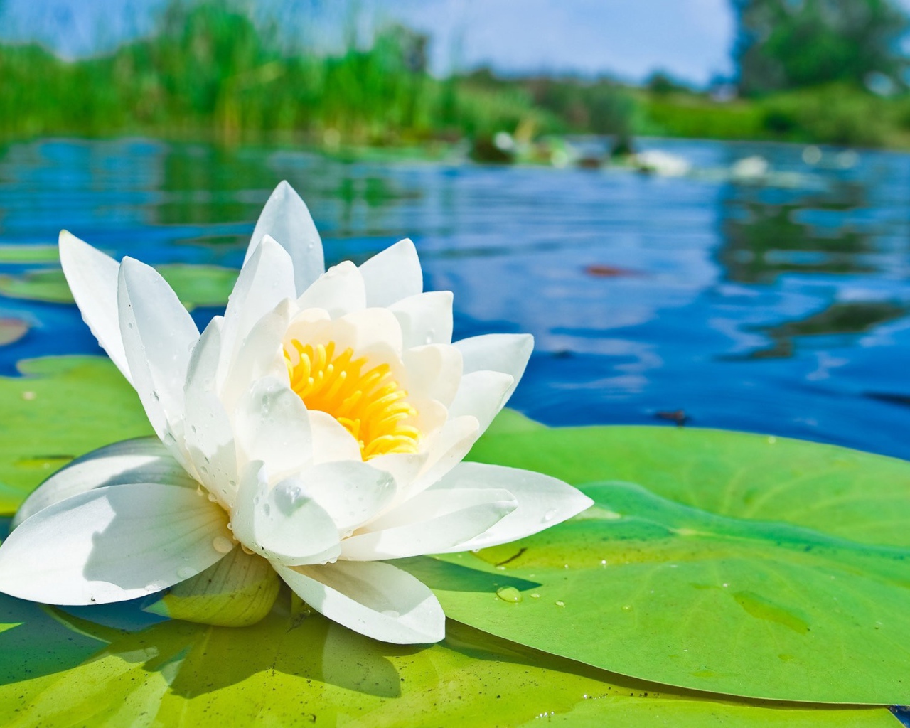 Белый лотос на озере