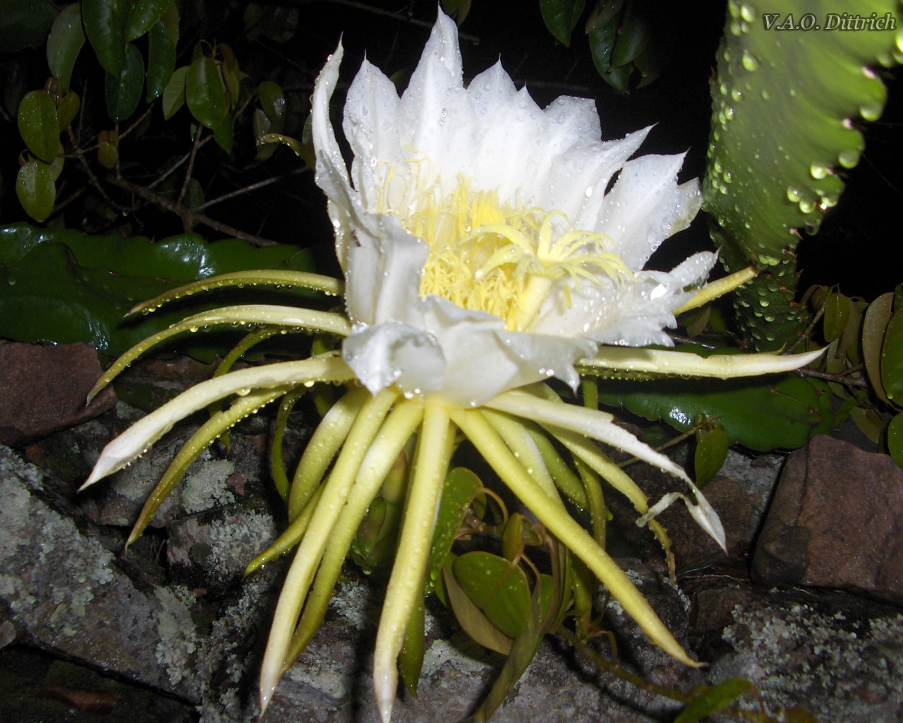 White flower of the cactus