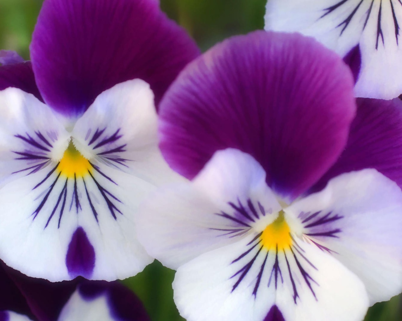 Бело сиреневые цветы