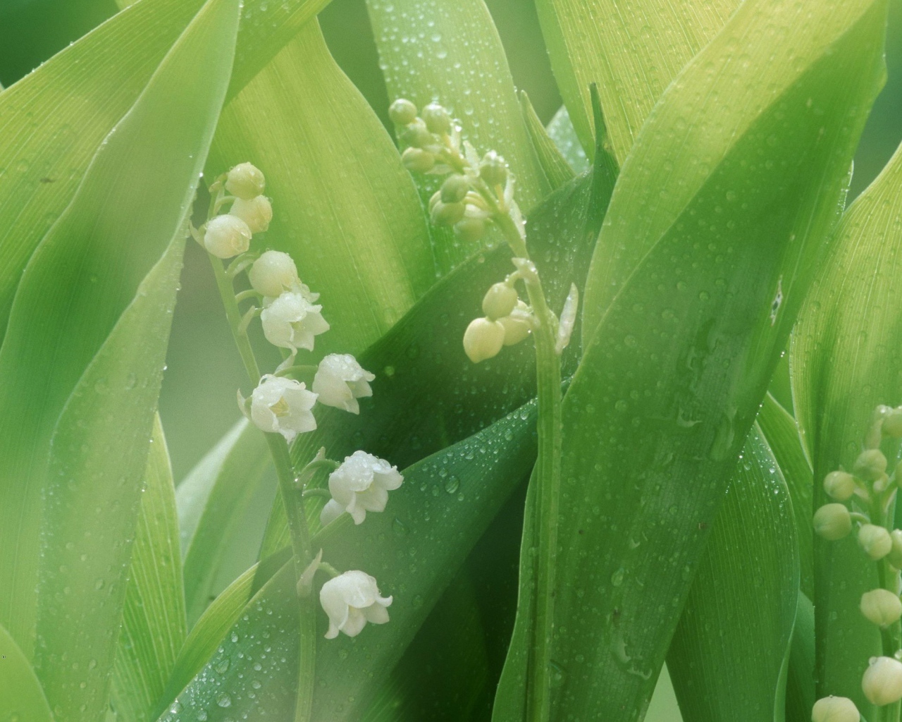 Белые лилии