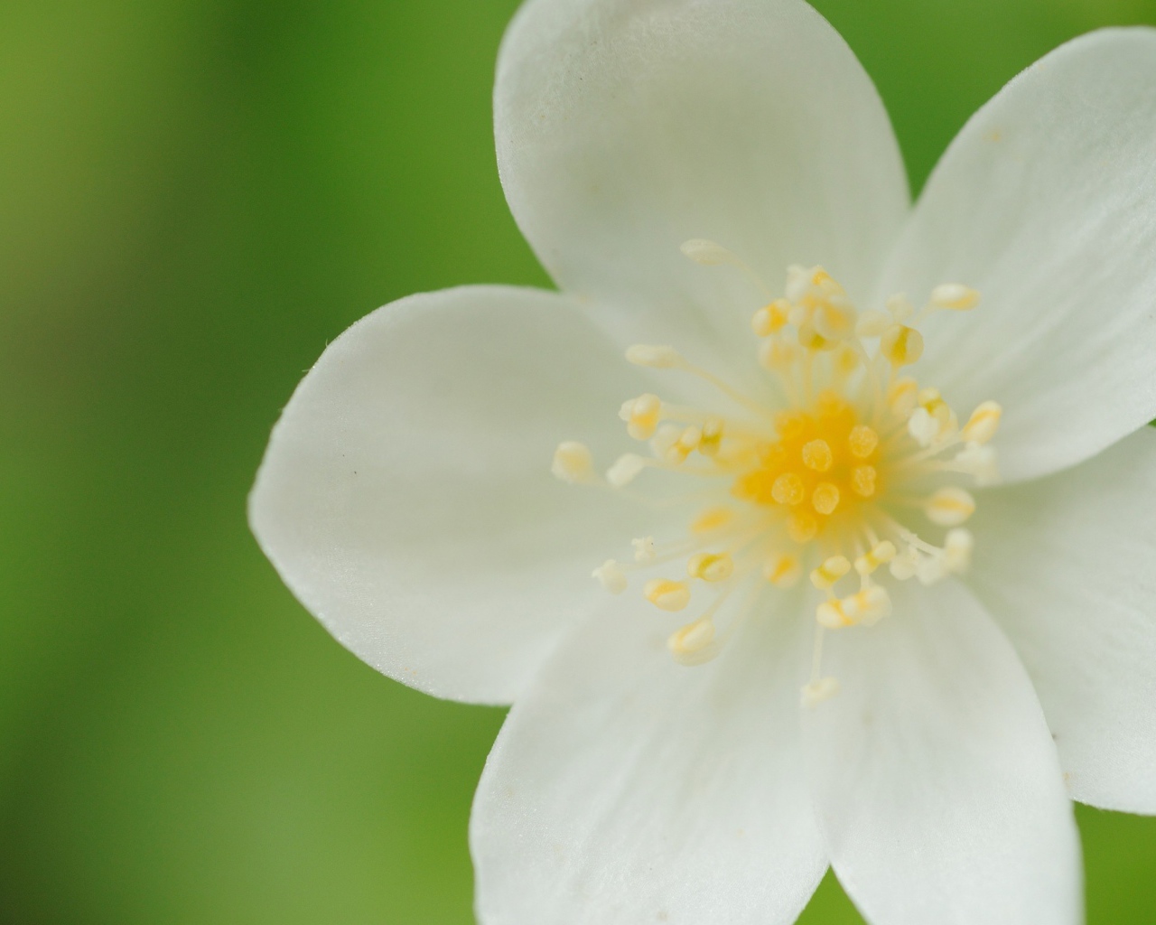 Белые лепестки