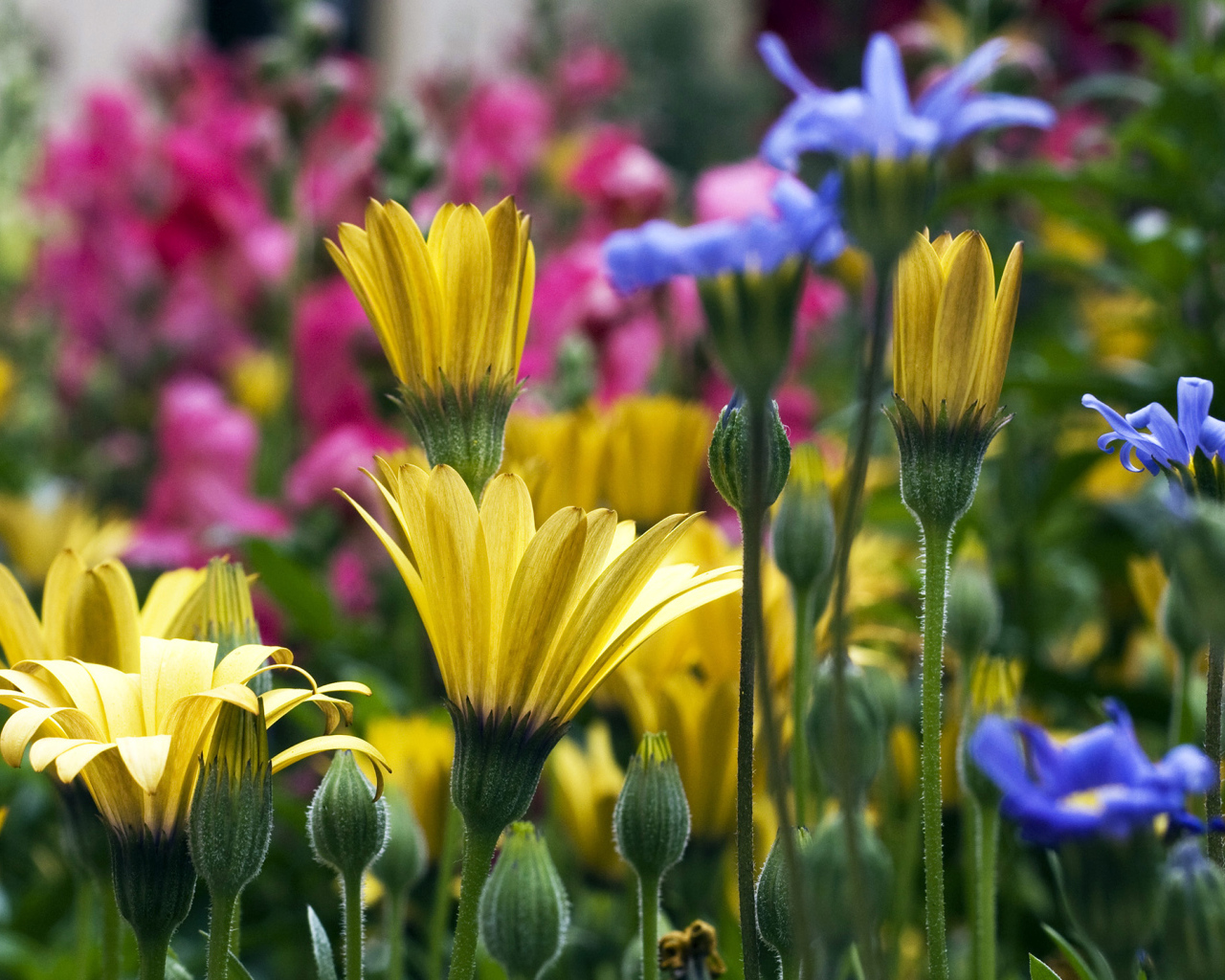 Желтые синие и розовые цветы