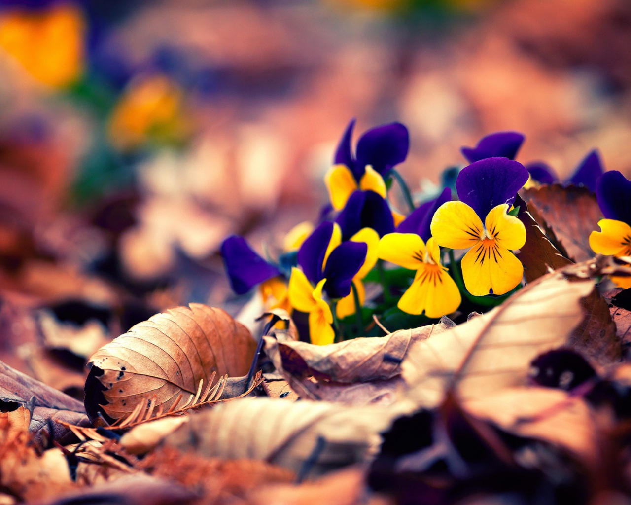 Желто синие цветы в сухих листьях