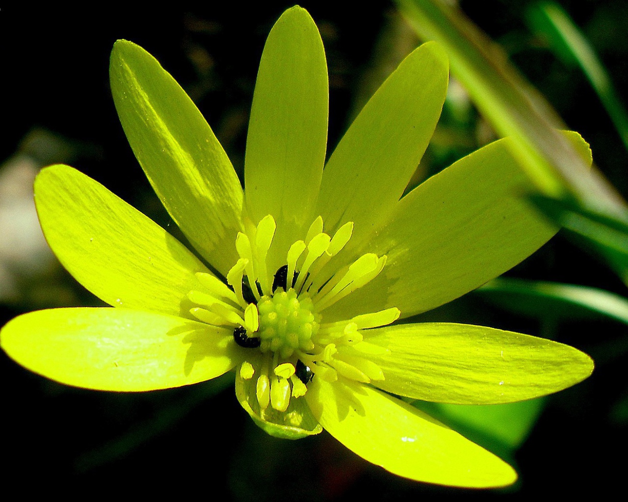 Желтый цветок с жуками