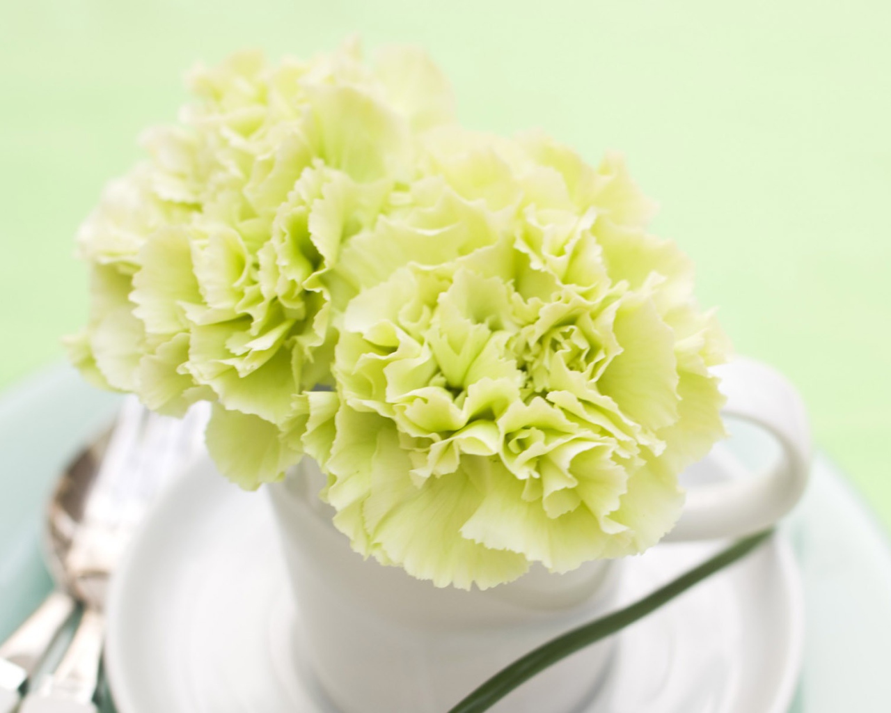 Желтый цветок в белой чашке