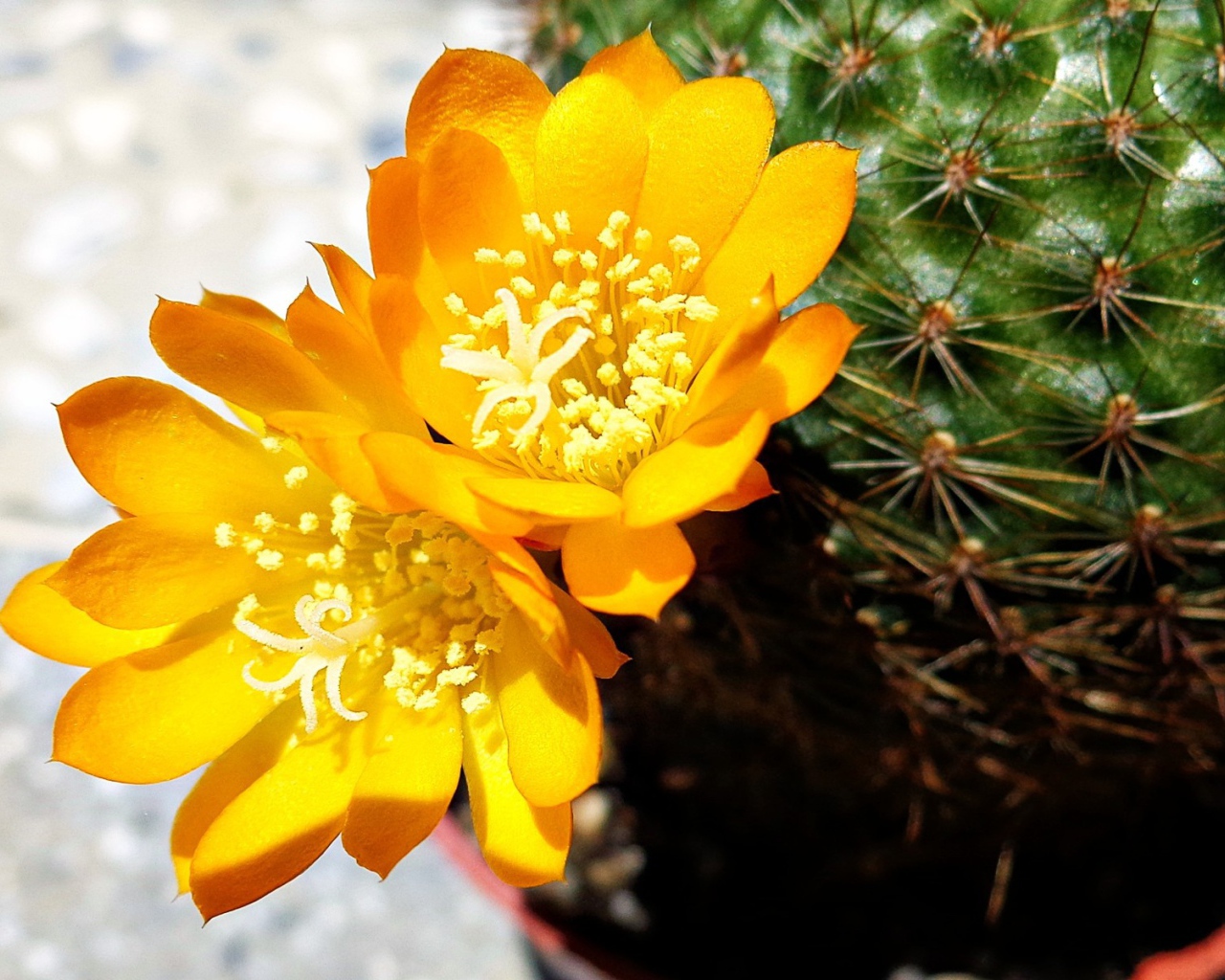 Желтый цветок кактуса