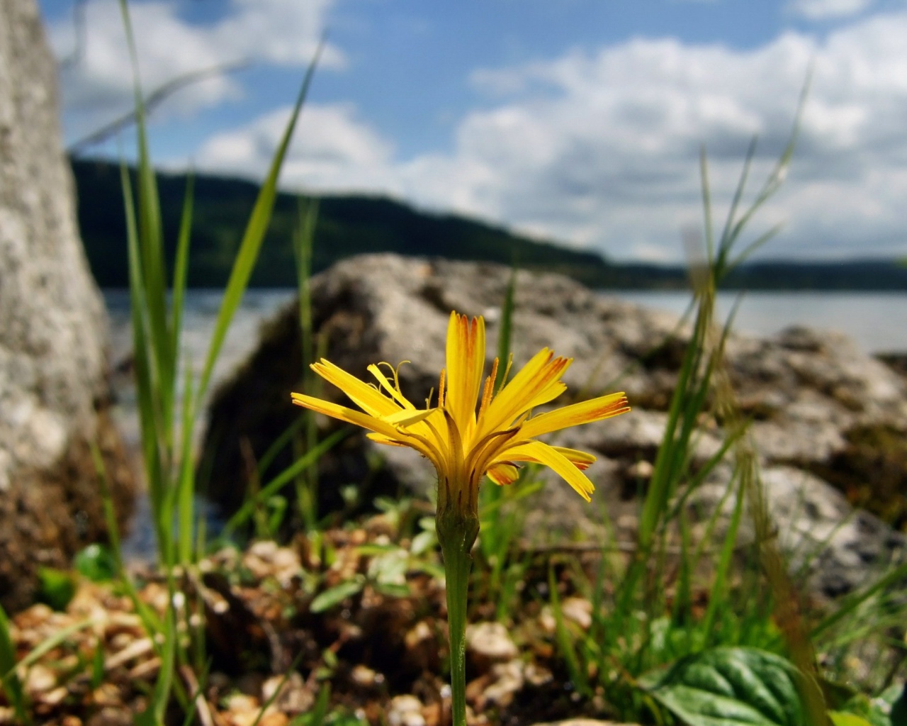 Желтый цветок на берегу