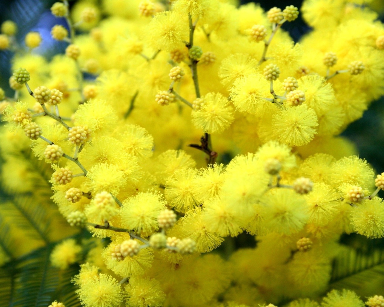 Желтые цветы весной