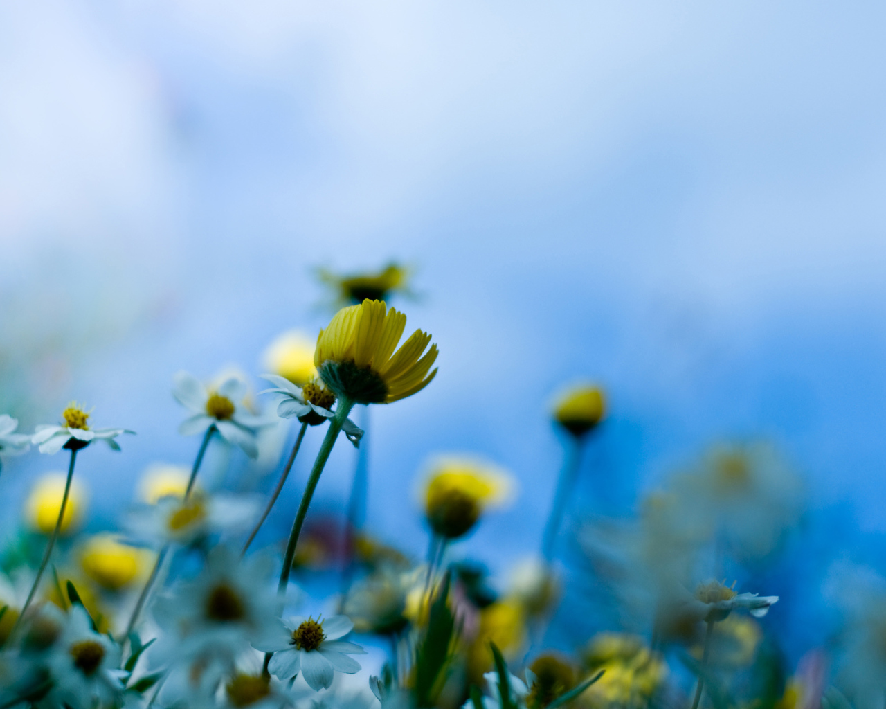 Желтые полевые цветы