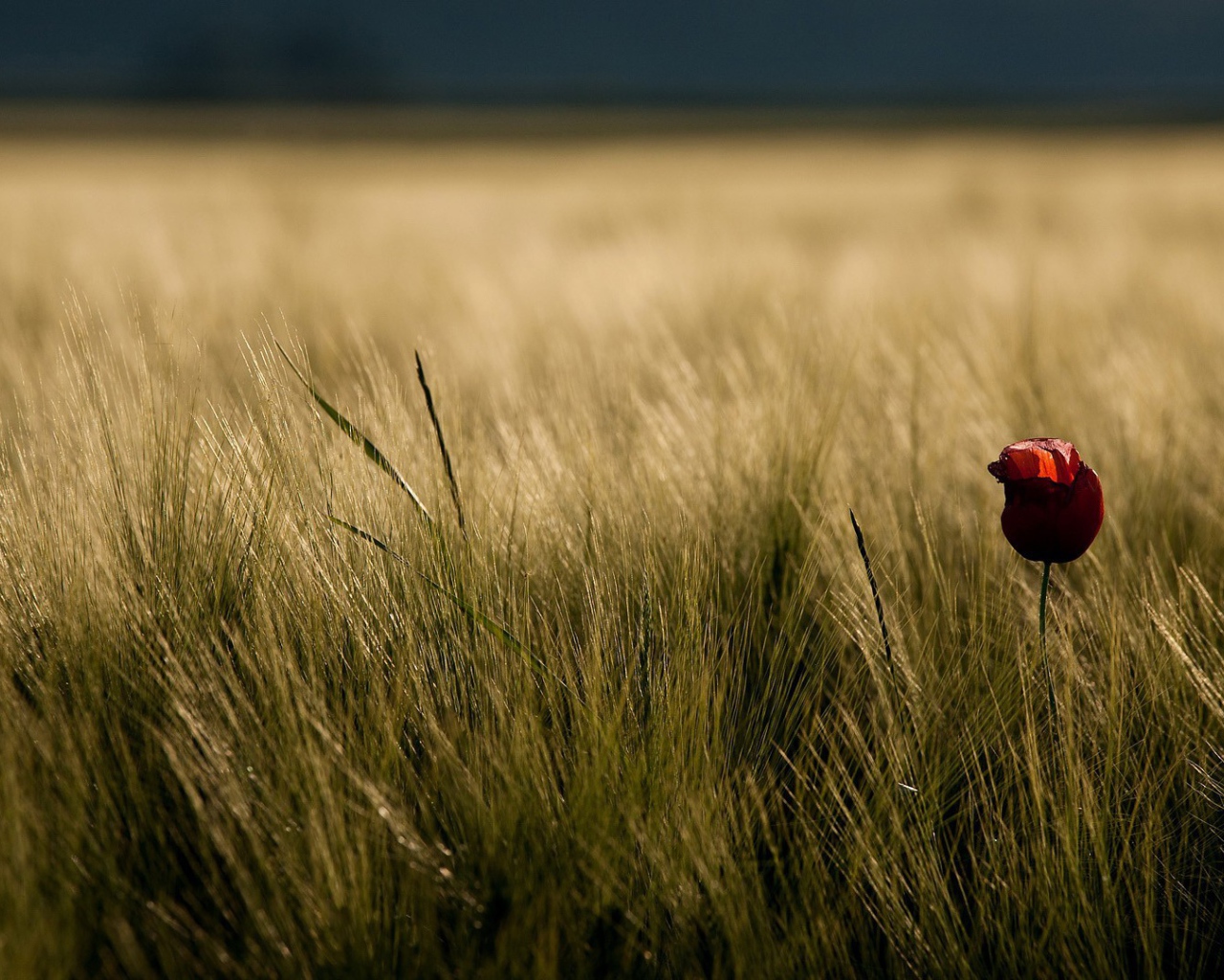 Одинокий цветок в траве